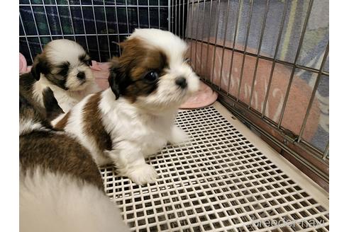 成約済の愛知県のシーズー-206576の2枚目