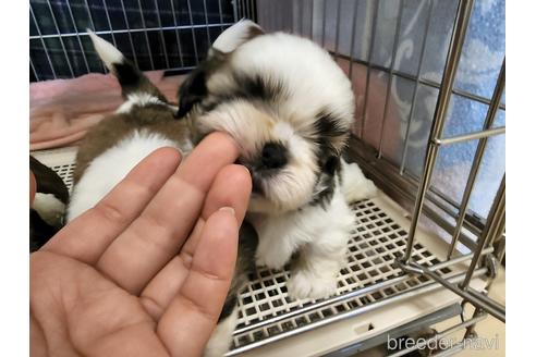 成約済の愛知県のシーズー-206575の1枚目