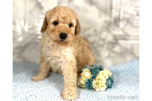 成約済の福岡県のミニチュアプードル-205829の9枚目