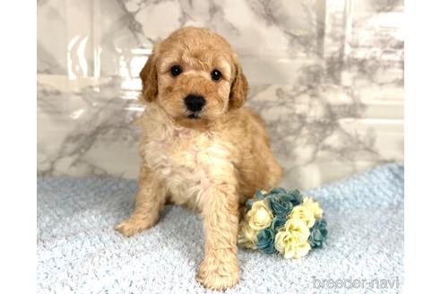 成約済の福岡県のミニチュアプードル-205829の10枚目