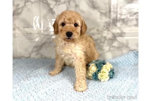 成約済の福岡県のミニチュアプードル-205829の5枚目