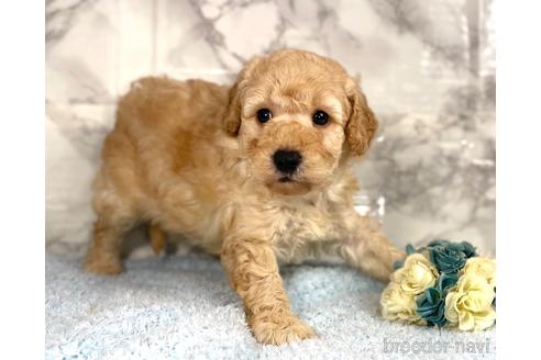 成約済の福岡県のミニチュアプードル-205829の6枚目