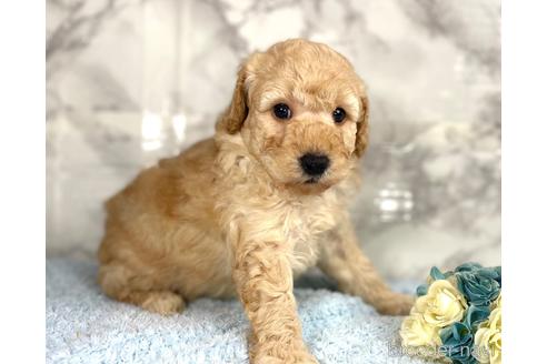 成約済の福岡県のミニチュアプードル-205829の7枚目