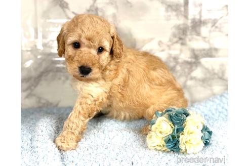 成約済の福岡県のミニチュアプードル-205829の8枚目