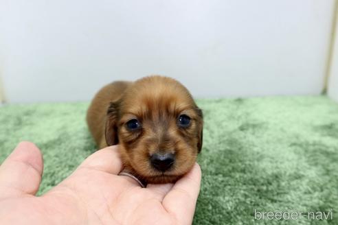 成約済の群馬県のミニチュアダックスフンド(ロングヘアード)-207850の10枚目