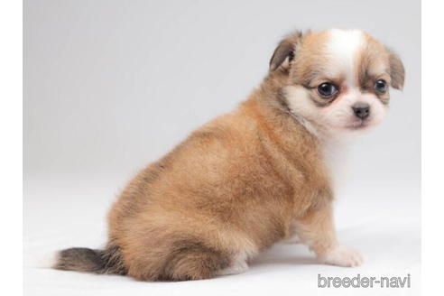 成約済の千葉県のチワワ(ロングコート)-207853の4枚目