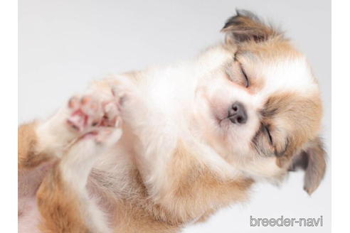 成約済の千葉県のチワワ(ロングコート)-207853の3枚目