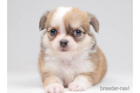 成約済の千葉県のチワワ(ロングコート)-207853の2枚目