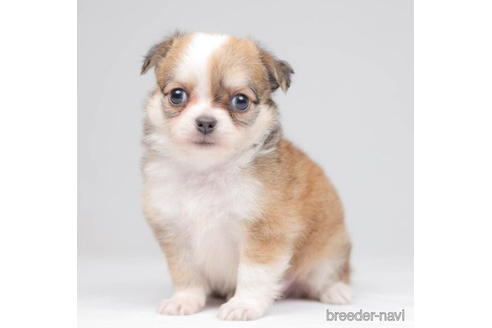 成約済の千葉県のチワワ(ロングコート)-207853