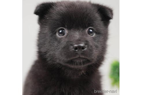 成約済の千葉県のミックス犬-207852の1枚目