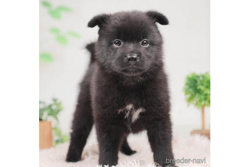 成約済の千葉県のミックス犬-207852の2枚目