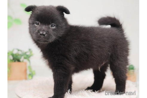 成約済の千葉県のミックス犬-207852の4枚目