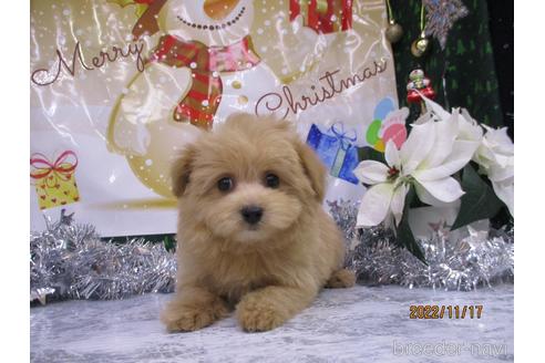 成約済の鳥取県のポメプー:ポメラニアン×トイプードル-202570の2枚目