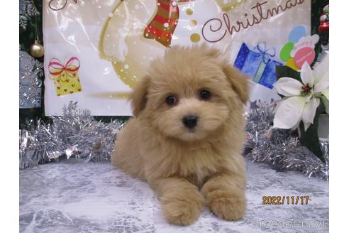 成約済の鳥取県のポメプー:ポメラニアン×トイプードル-202570の3枚目