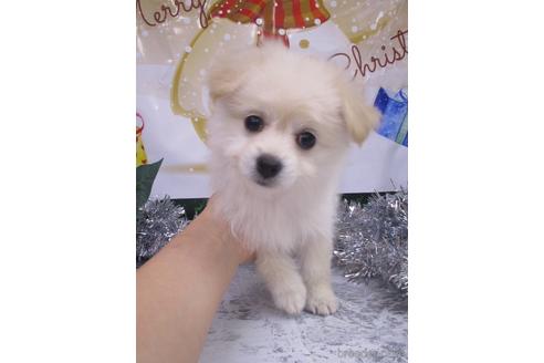 成約済の鳥取県のポメプー:ポメラニアン×トイプードル-202573