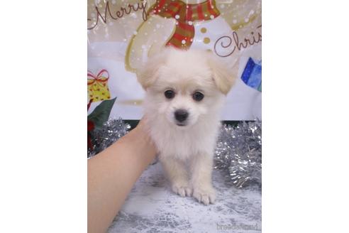 成約済の鳥取県のポメプー:ポメラニアン×トイプードル-202573の3枚目