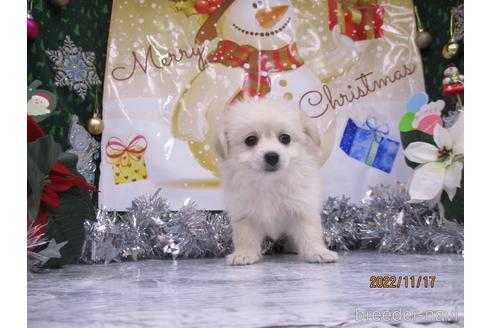 成約済の鳥取県のポメプー:ポメラニアン×トイプードル-202573の2枚目