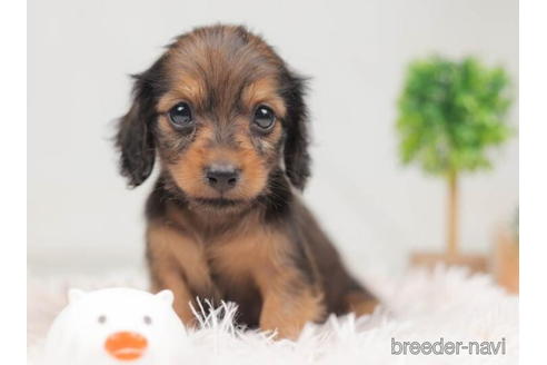 成約済の千葉県のミニチュアダックスフンド(ロングヘアード)-207855の4枚目