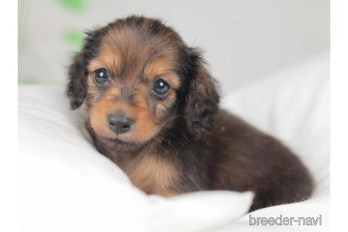 成約済の千葉県のミニチュアダックスフンド(ロングヘアード)-207855の3枚目