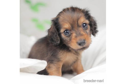 成約済の千葉県のミニチュアダックスフンド(ロングヘアード)-207855の2枚目