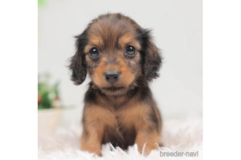 成約済の千葉県のミニチュアダックスフンド(ロングヘアード)-207855