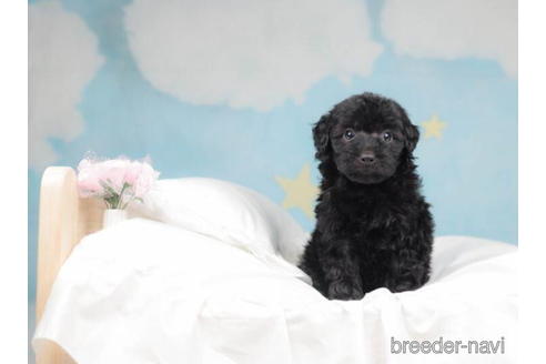 成約済の千葉県のトイプードル-207857の4枚目