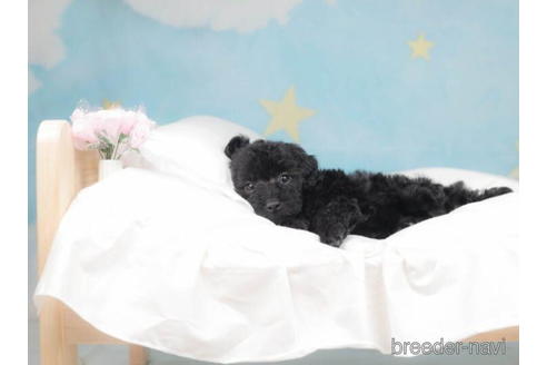 成約済の千葉県のトイプードル-207857の3枚目