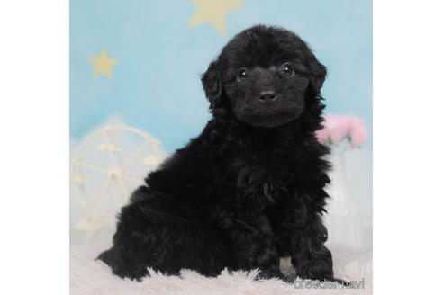 成約済の千葉県のトイプードル-207857の2枚目