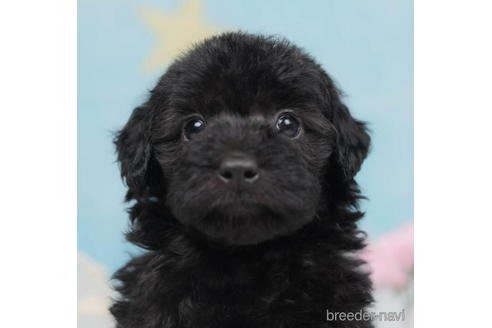 成約済の千葉県のトイプードル-207857の1枚目