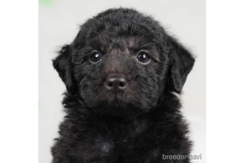 成約済の千葉県のトイプードル-207858の1枚目