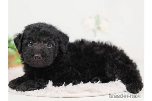 成約済の千葉県のトイプードル-207858の2枚目