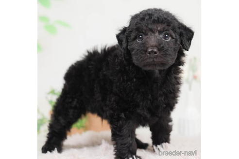 成約済の千葉県のトイプードル-207858の3枚目