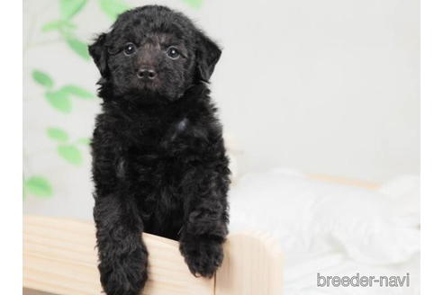 成約済の千葉県のトイプードル-207858の4枚目