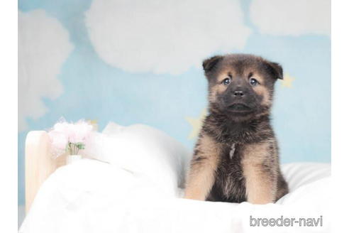 成約済の千葉県のミックス犬-207860の4枚目