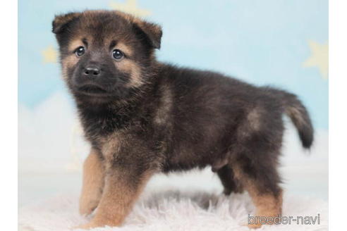 成約済の千葉県のミックス犬-207860の3枚目