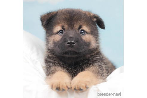 成約済の千葉県のミックス犬-207860の2枚目