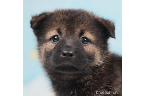 成約済の千葉県のミックス犬-207860の1枚目