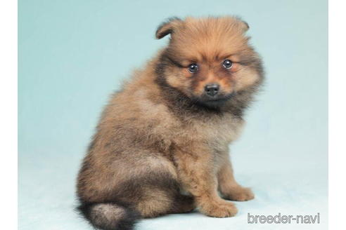 成約済の千葉県のポメラニアン-207862の2枚目