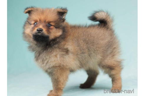 成約済の千葉県のポメラニアン-207862の3枚目