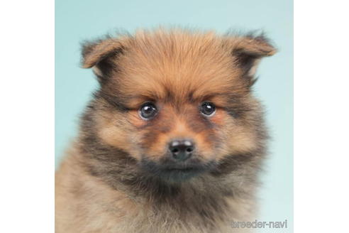 成約済の千葉県のポメラニアン-207862の5枚目