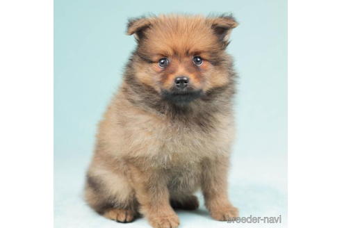 成約済の千葉県のポメラニアン-207862の1枚目