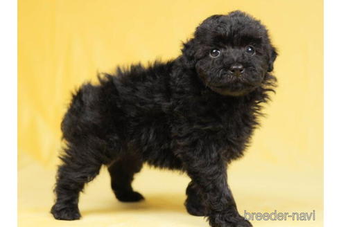 成約済の千葉県のトイプードル-207863の4枚目