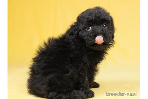 成約済の千葉県のトイプードル-207863の3枚目