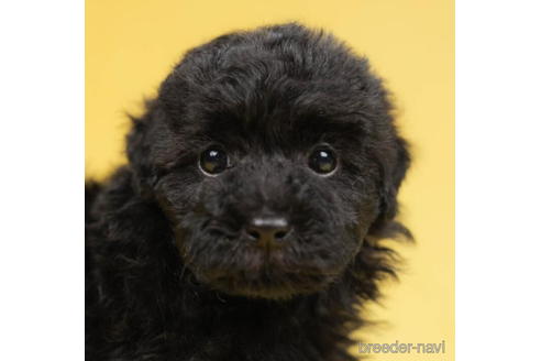 成約済の千葉県のトイプードル-207863の2枚目