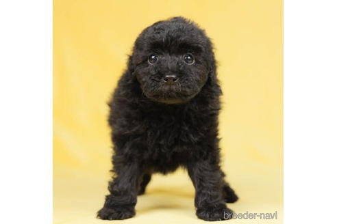 成約済の千葉県のトイプードル-207863の1枚目