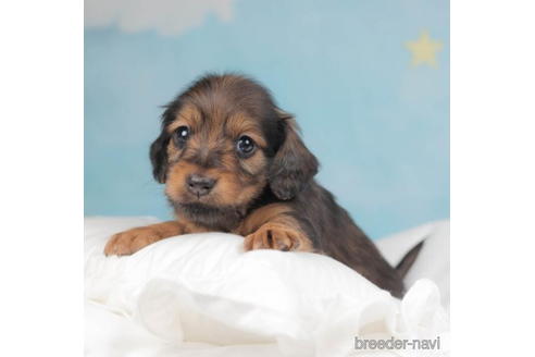 成約済の千葉県のミニチュアダックスフンド(ロングヘアード)-207865の2枚目