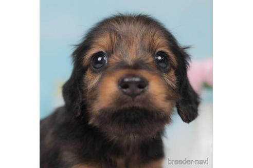 成約済の千葉県のミニチュアダックスフンド(ロングヘアード)-207865の1枚目