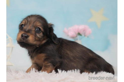 成約済の千葉県のミニチュアダックスフンド(ロングヘアード)-207865の3枚目