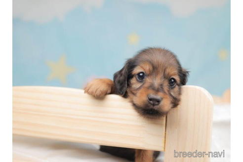 成約済の千葉県のミニチュアダックスフンド(ロングヘアード)-207865の4枚目