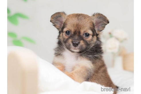 成約済の千葉県のチワワ(ロングコート)-207868の4枚目